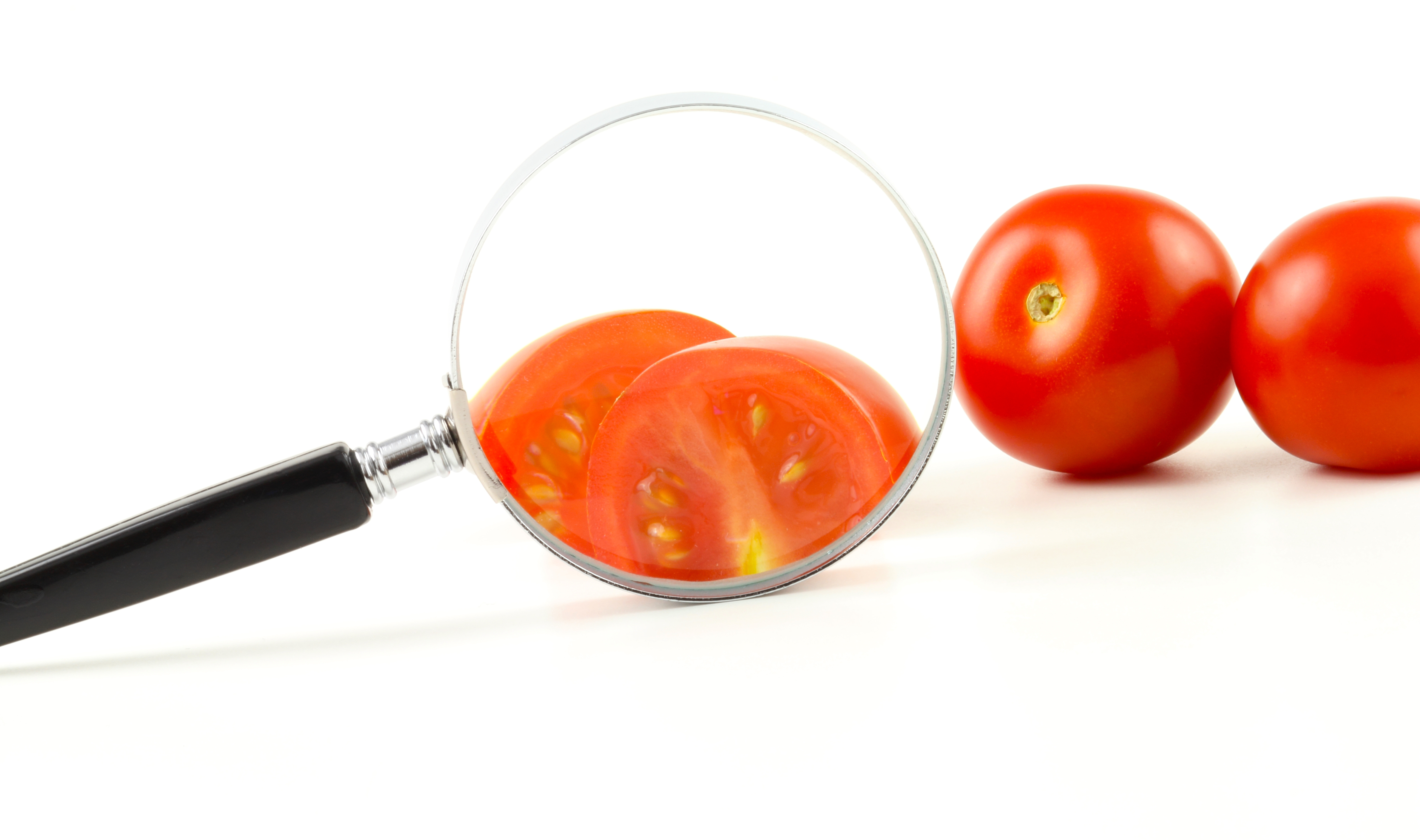 Blick durch die Lupe auf eine aufgeschittene Tomate, rechts dahinter liegen noch zwei Tomaten