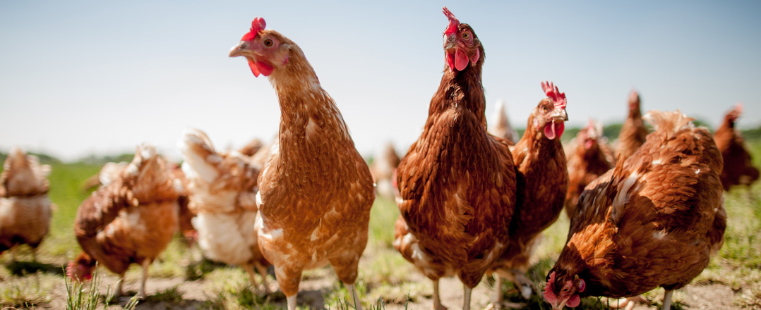 Bild: Dekoratives Bild; zur Veranstaltungsseite: Onlinereihe Einstieg in die Legehennenhaltung – Modul VI Verhaltensstörungen und Tierwohlindikatoren.