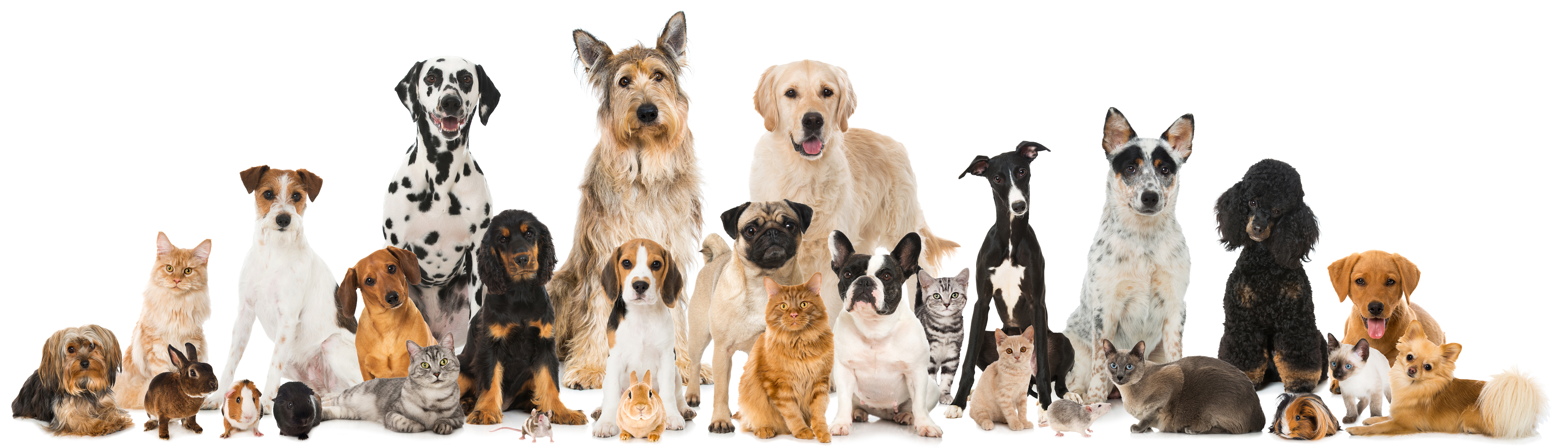 Haustiere sitzen nebeneinander Haustiere in Farbe, Hunde, Katzen, Meerschwein, Kaninchen, Maus, Ratte sitzen nebeneinander
