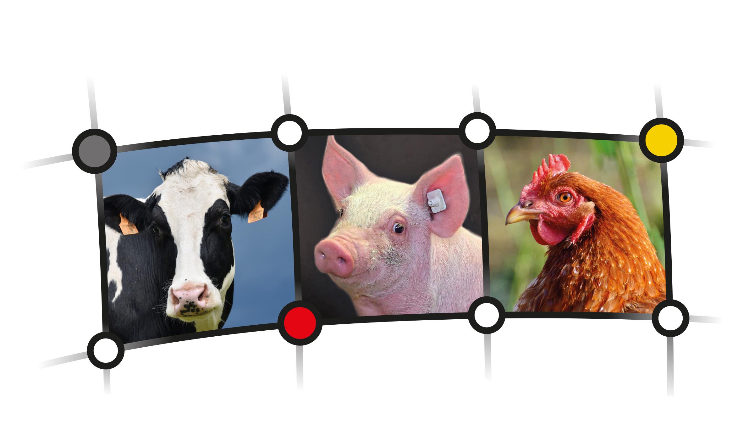 Ein Rind, ein Schwein und ein Huhn in drei Bildern nebeneinander jeweils farbig eingerahmt.
