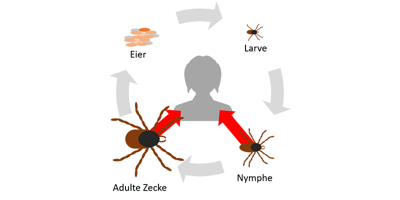 Lebenszyklus mit den vier Entwicklungsstufen einer Zecke: Eier, Larve, Nymphe und erwachsene Zecke.