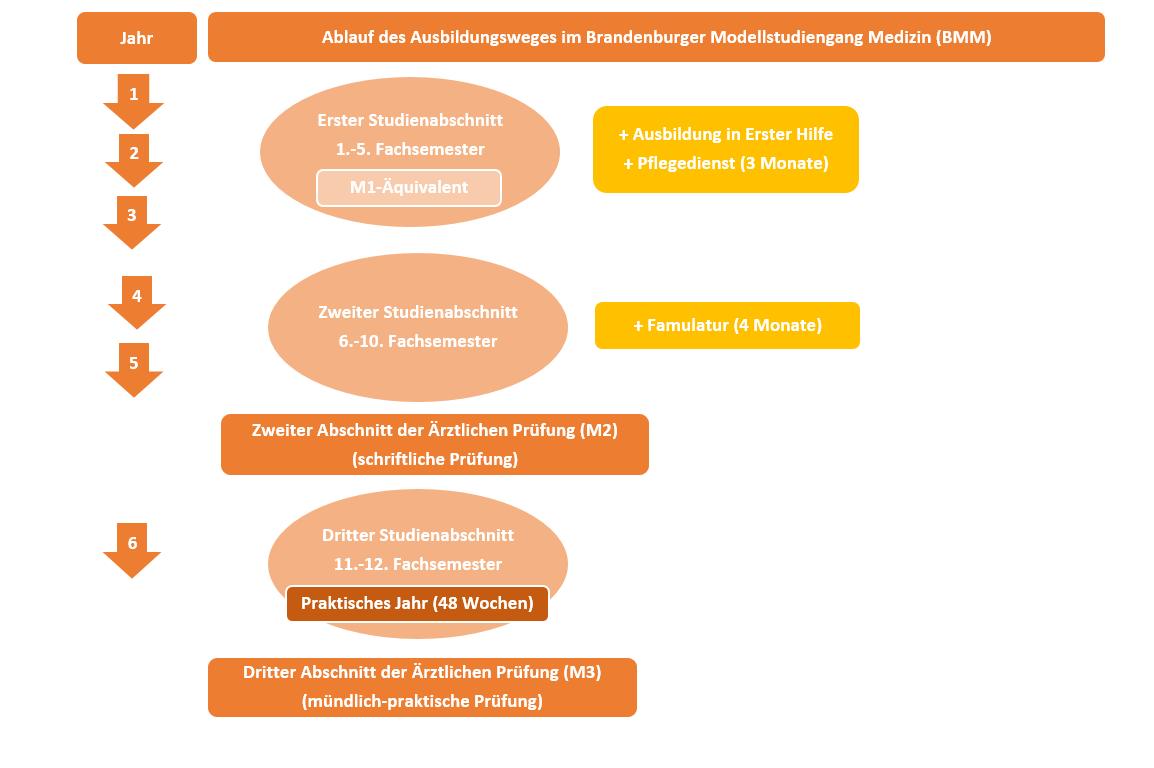 Schaubild zum Ablauf der Ausbildung im Brandenburger Modellstudiengang Medizin; eine barrierefreie Version finden Sie nachfolgend.