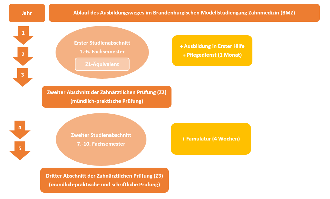 Schaubild zum Ablauf der Ausbildung im Modellstudiengang Zahnmedizin; eine barrierefreie Version finden Sie nachfolgend.
