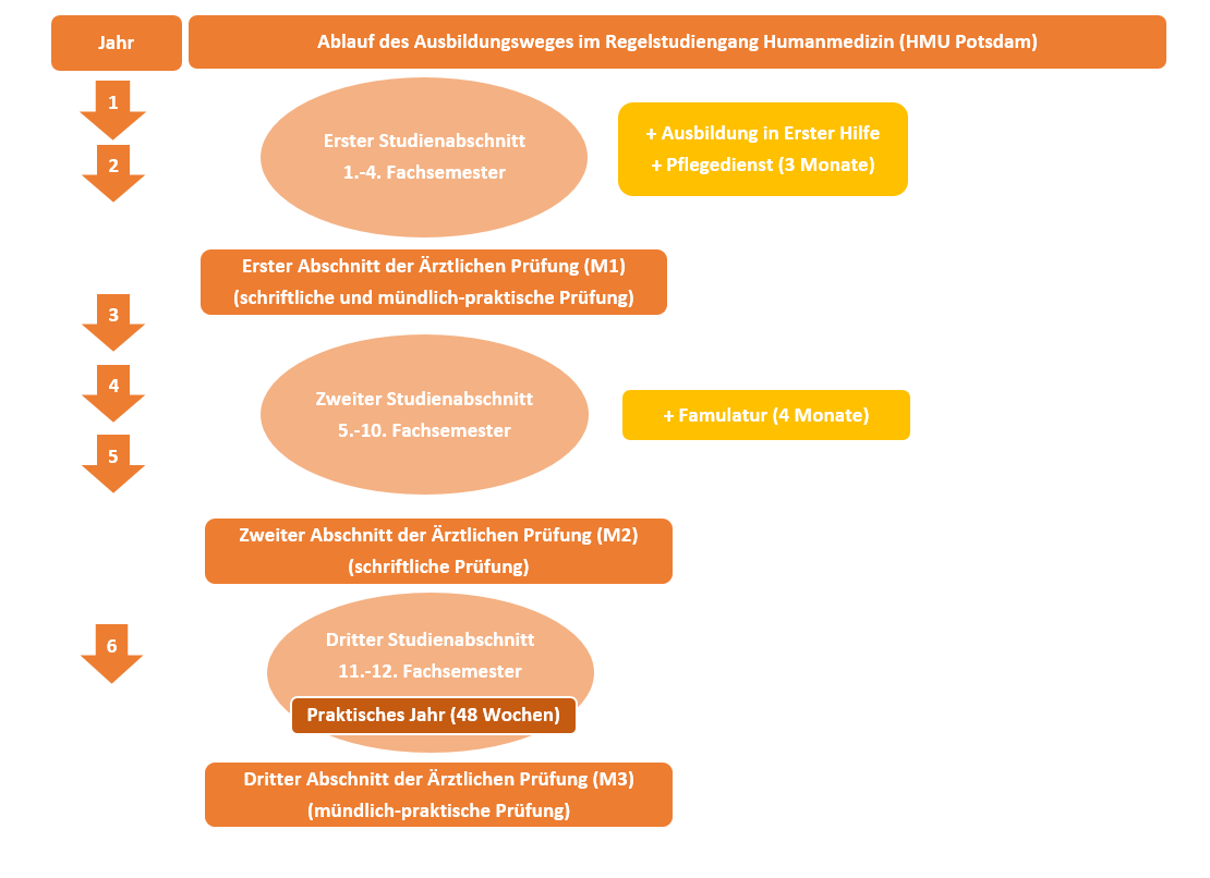 Schaubild zum Ablauf der Ausbildung im Regelstudiengang Humanmedizin; eine barrierefreie Version finden Sie nachfolgend.