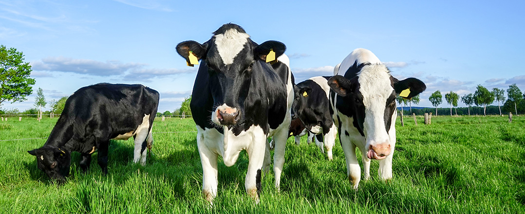 Bild: Dekoratives Bild; zum Termin: Tiergesundheitstag 2026 - Zukunftssichere Milchviehhaltung, Perspektiven durch Um- / Neubau.