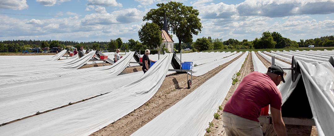 Bild: Dekoratives Bild. Menschen bei der Spargelernte auf dem Feld.